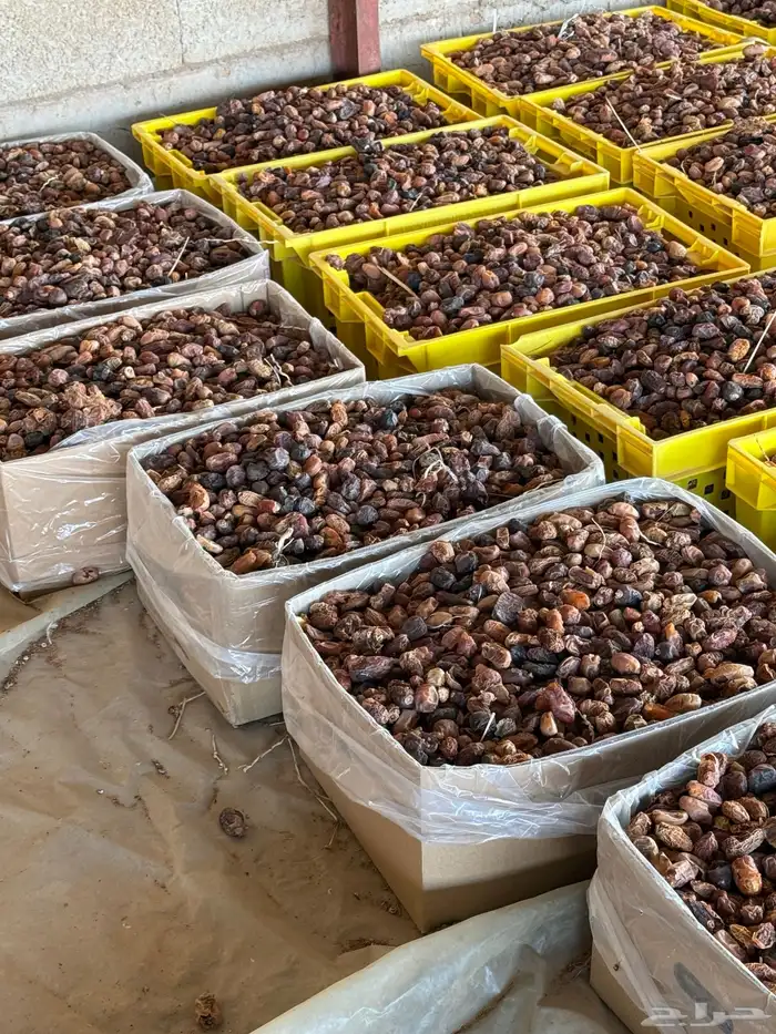 تمر ناشف علف مواشي 5