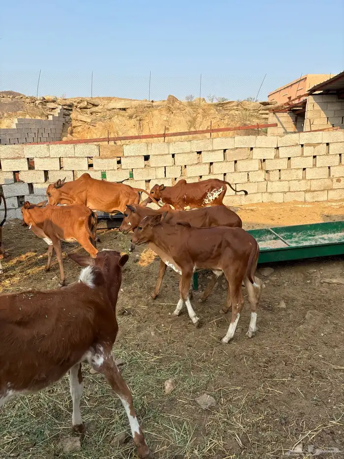 حسلان بلدي 2