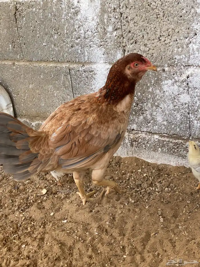 دجاج باكستاني 3