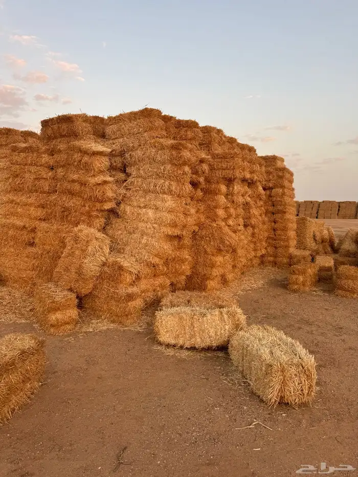 برسيم طيب شدد وورق وتبن شعير 3