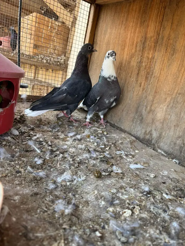 حمام قلابي قطيفي 4