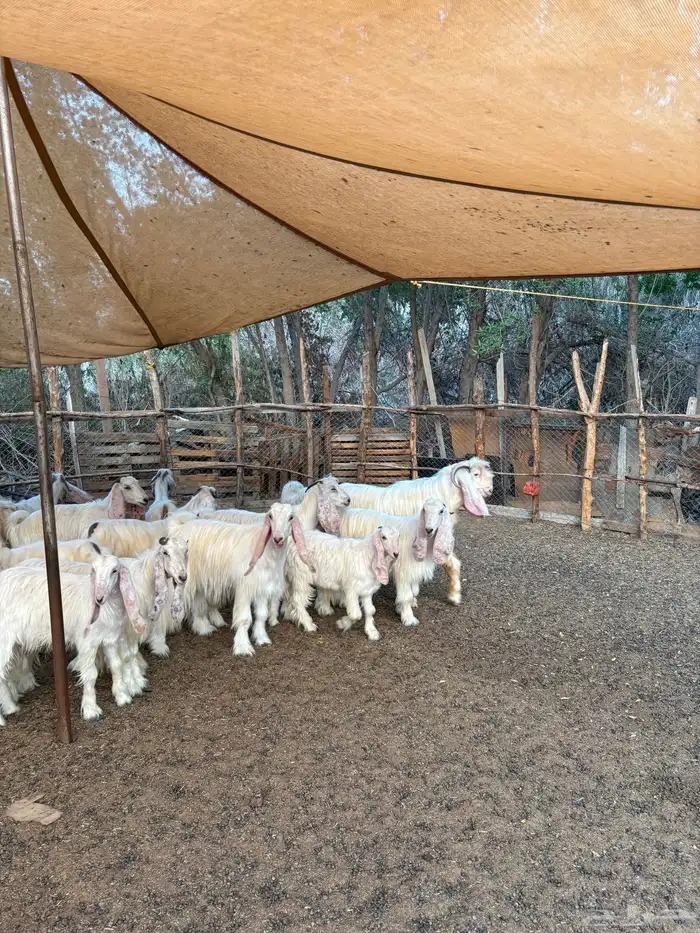 معزا عوارض بيض صنف 7