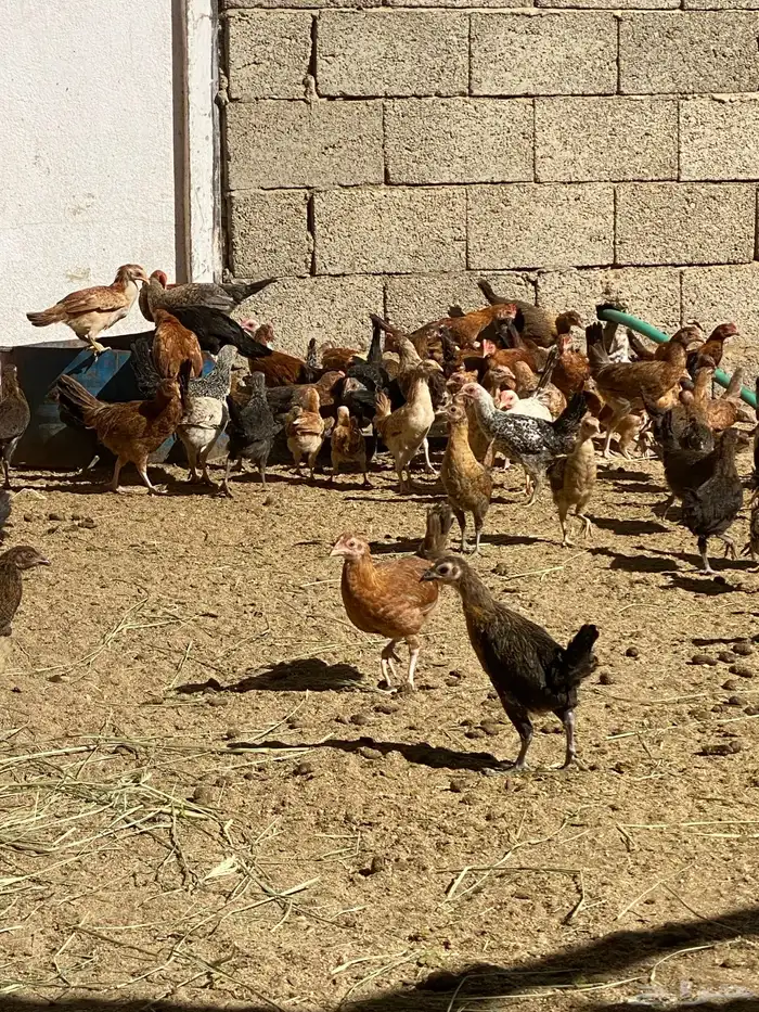 البيع دجاج شرط من المرض العدد تقريبان 100 دجاج 4