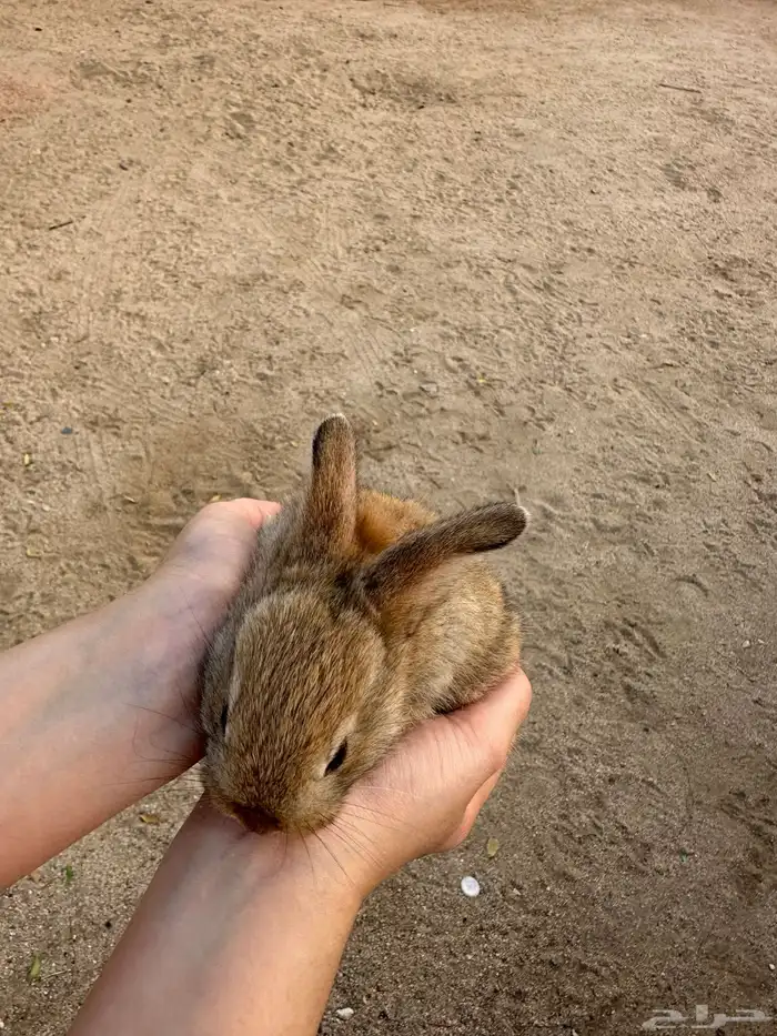 ارانب لي البيع 8