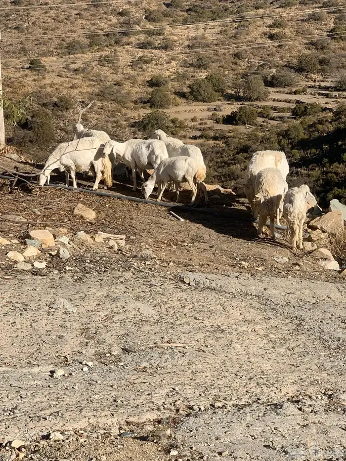 ضان بفحلها 2