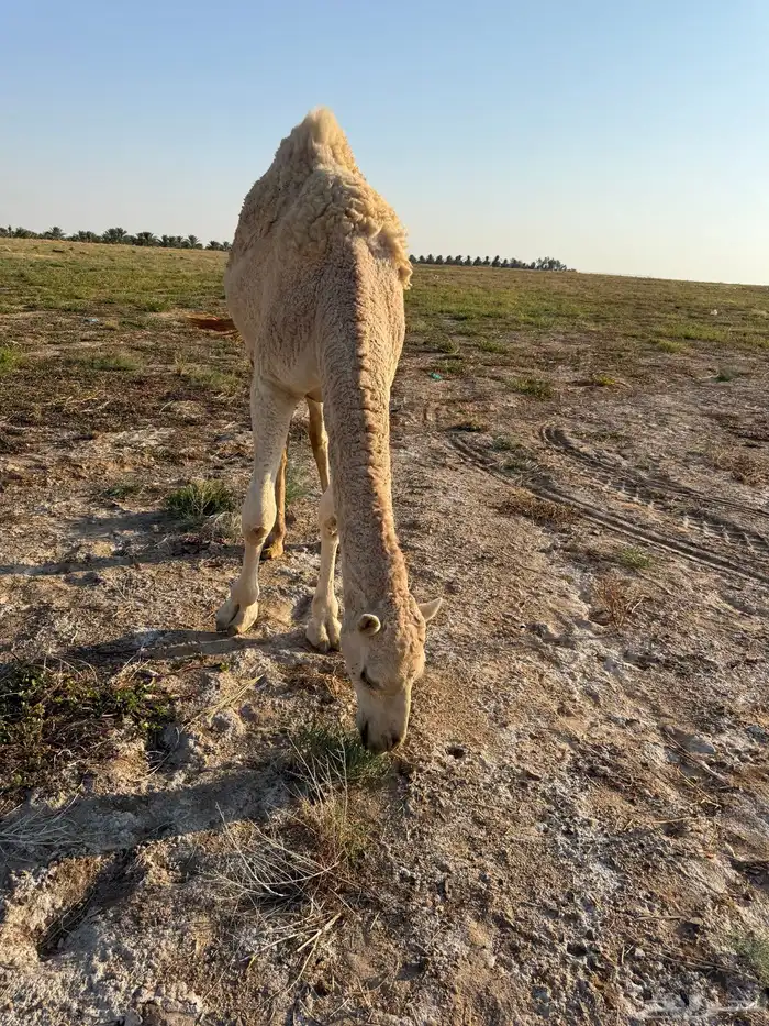 بكره مفروده 3