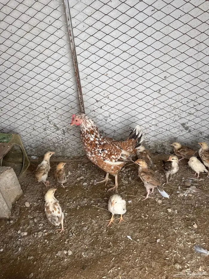 دجاجه عليه 11فرخ 0