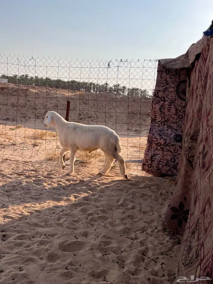 مشروع فحل حري 0