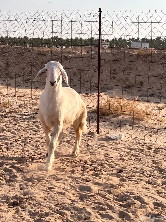 مشروع فحل حري 5