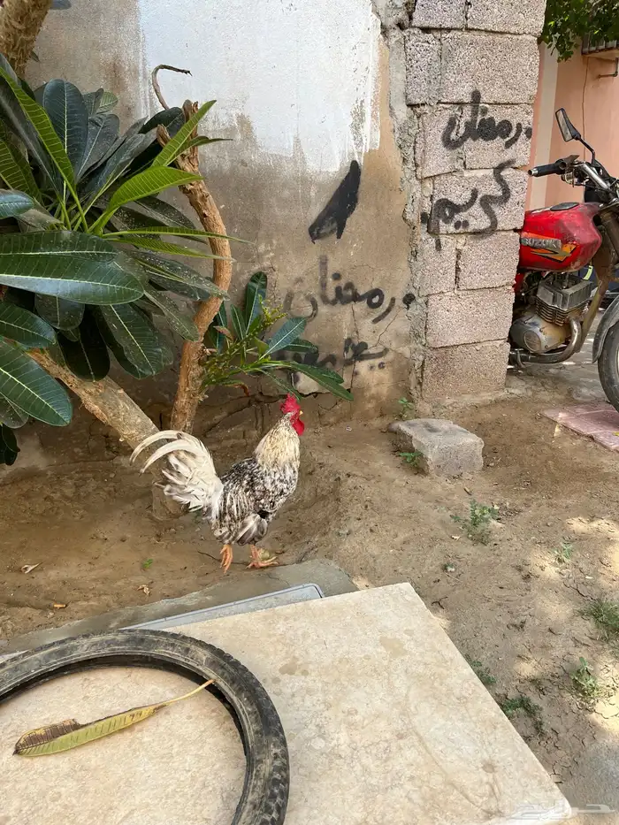 4 ديوك للبيع بلدي 1