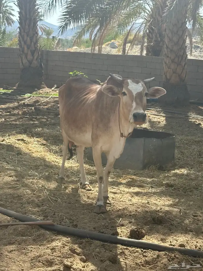 بقر للبيع 2