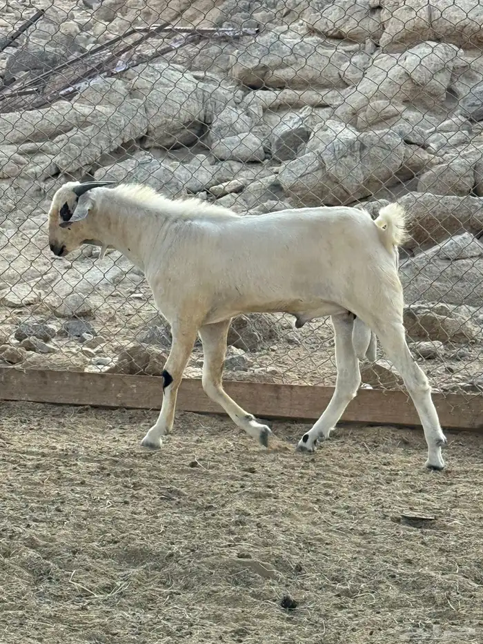 فحول بيشيه صنف العمر 8 اشهر محصنه معوي ودموي 0