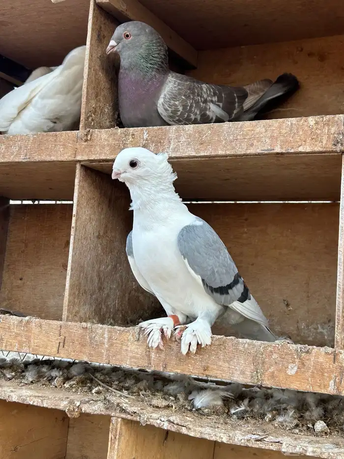 السلام عليكم ورحمة الله وبركاته جوز حمام حب رمان الحد 70 0