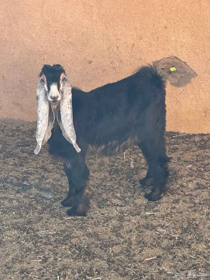 جفره عارضيه للبيع 1