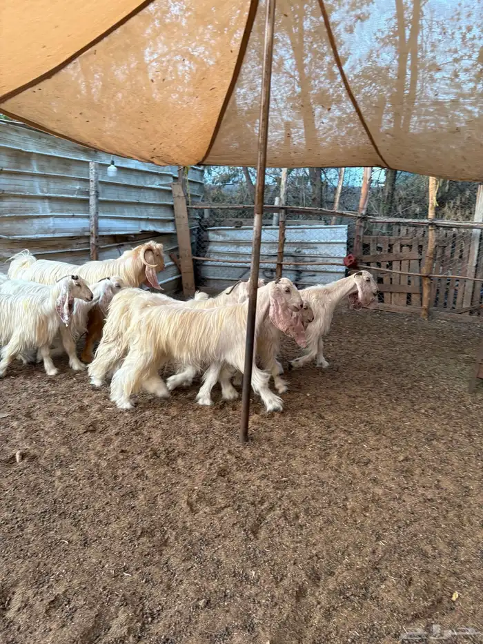 معزا عوارض بيض صنف 9