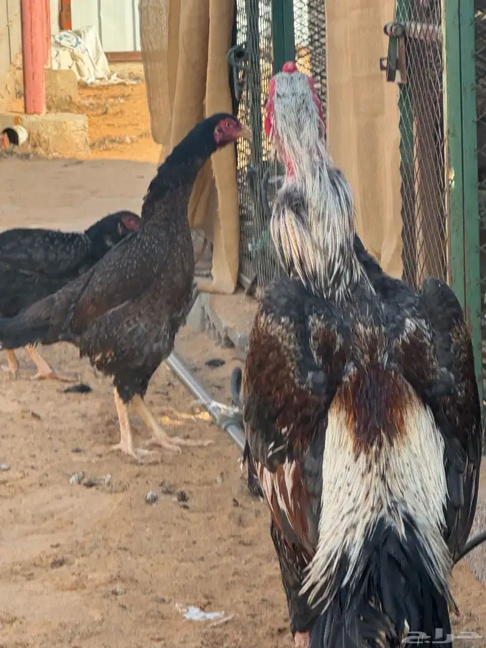 طقمين شامو ياباني 1