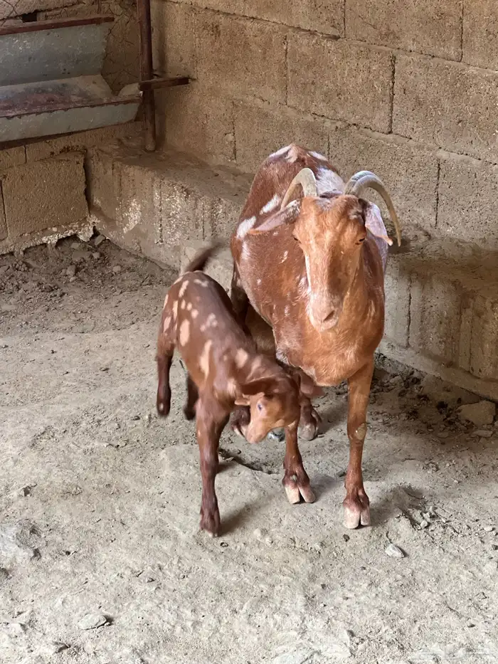 عنز تحت انثى 0