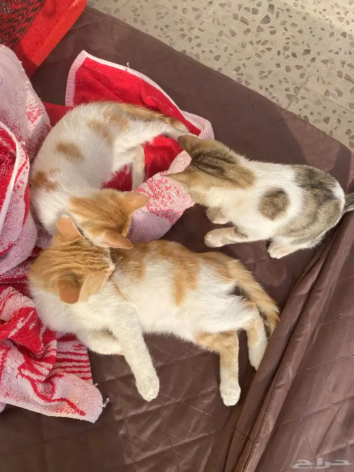 للتبني 3 قطط ذكرين وأنثى واحده 2