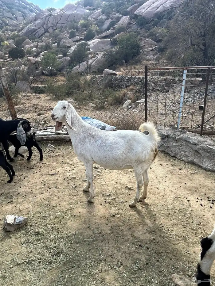 معزاء للبيع 4