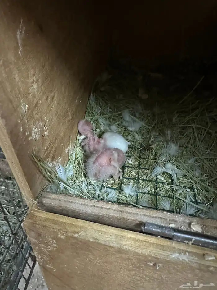 ازواج روز البينو بالانتاج 10