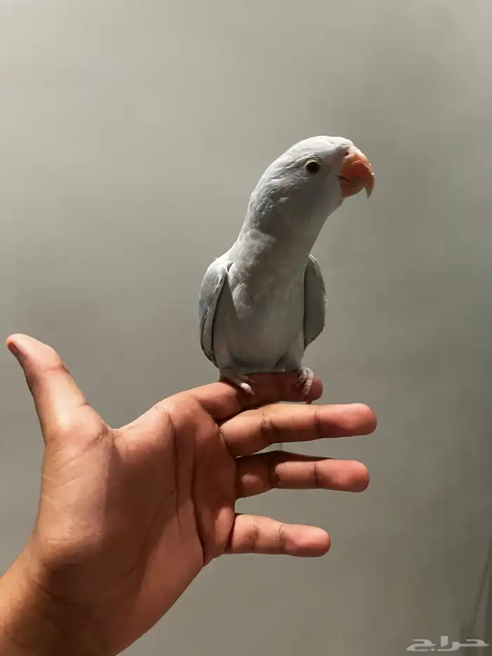 دره هولندي. اليف ومفطوم 1