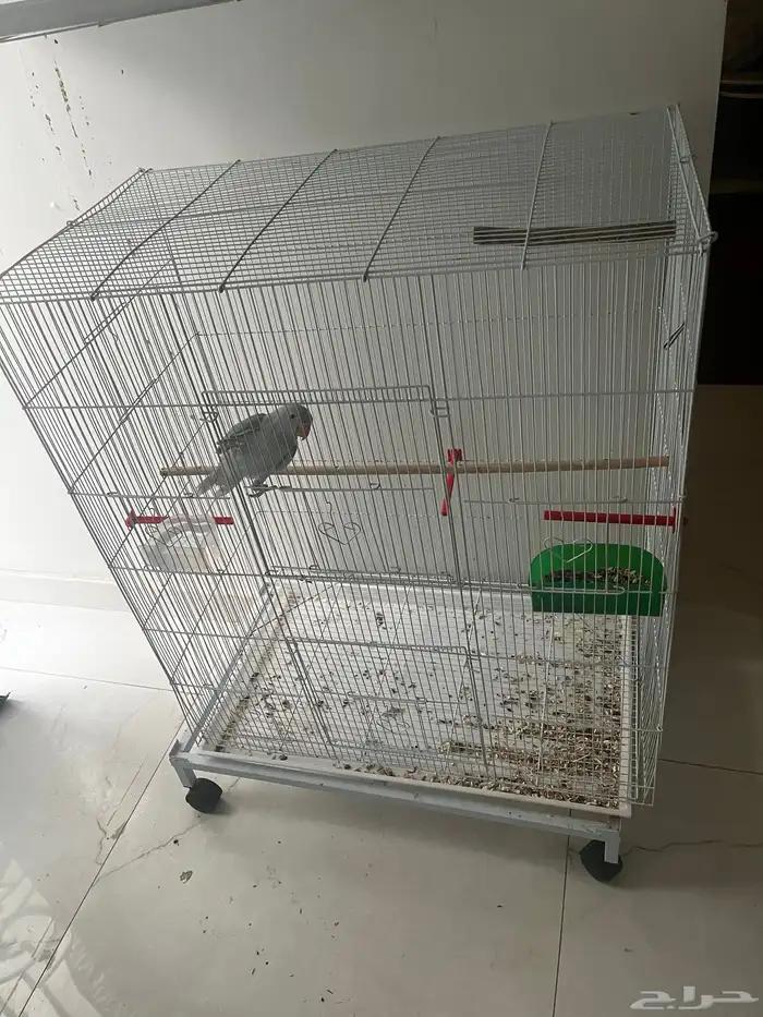 دره هولندي. اليف ومفطوم 3