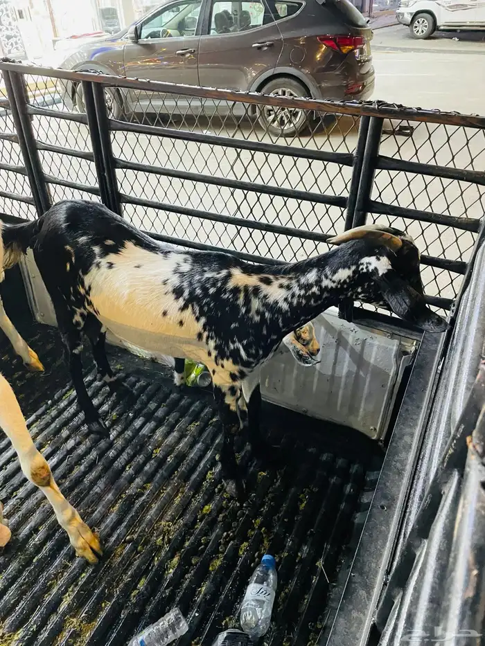 عنز تحتها عناق 3