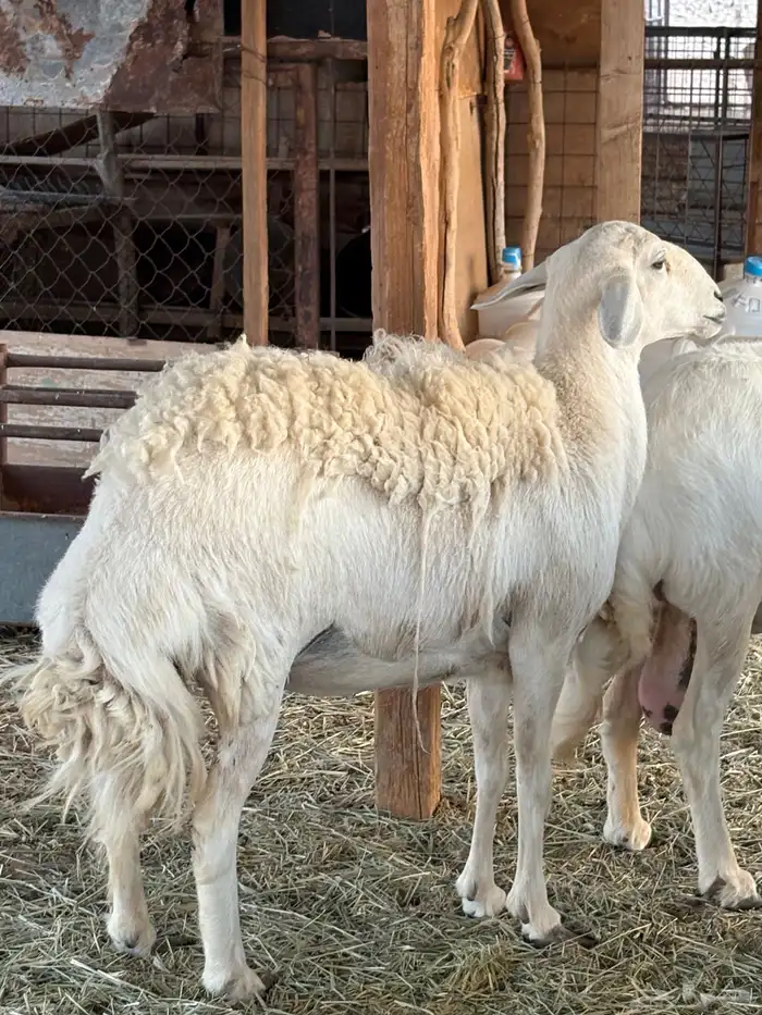 شاه حريه ثنيه دافع شهرين ونص فحص سونار شرط ديد سليم 1