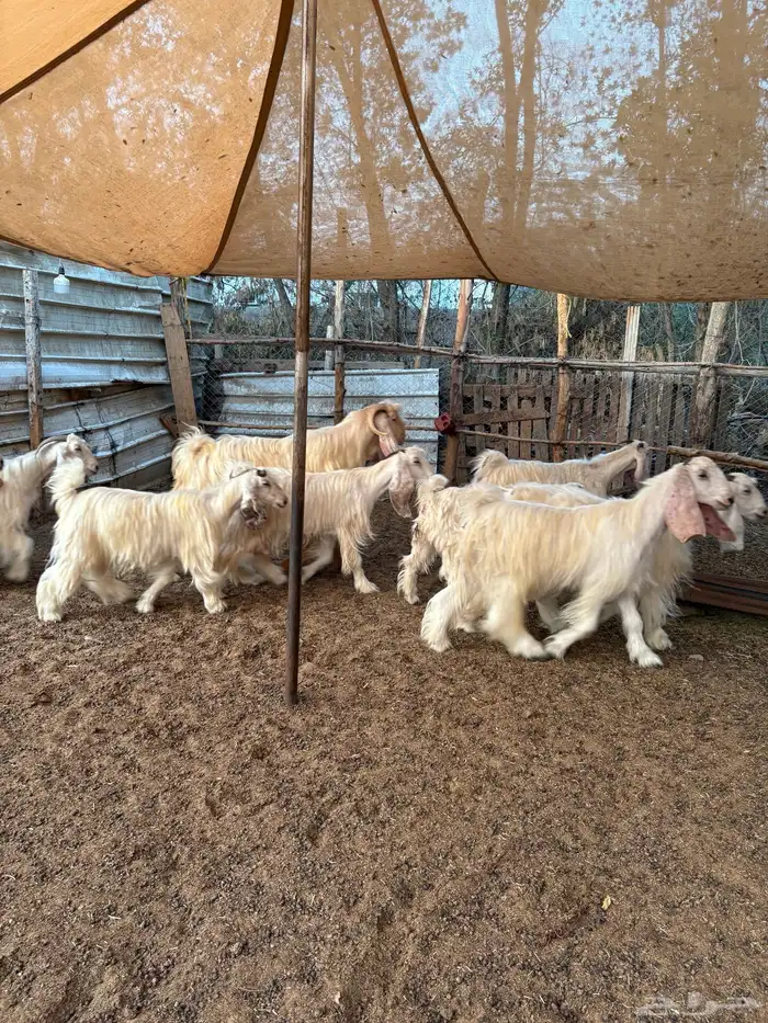 معزا عوارض بيض صنف 10