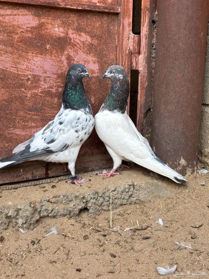 للبيع حمام باكستاني تيدي 0