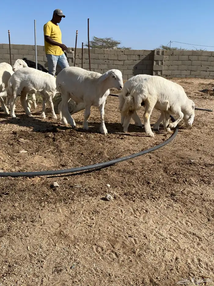 للبيع بهم العدد 14 نضيفه وسليمه 9 طليان و 4 رخال سمينه وشحم 0