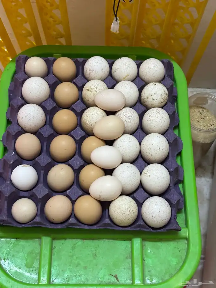 بيض رومي وباكستاني 1