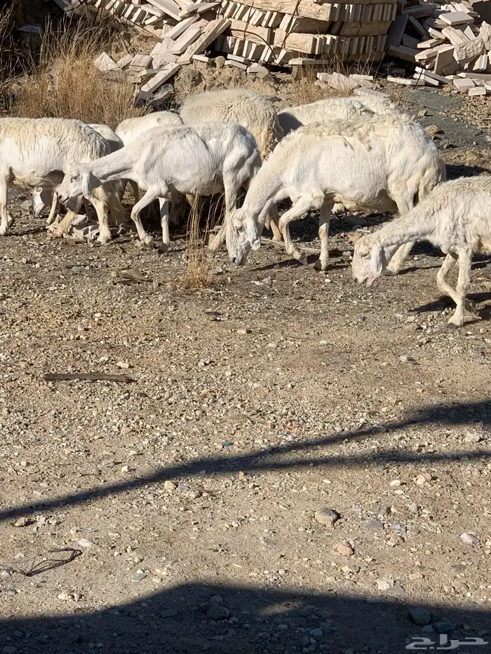 ضان بفحلها 0