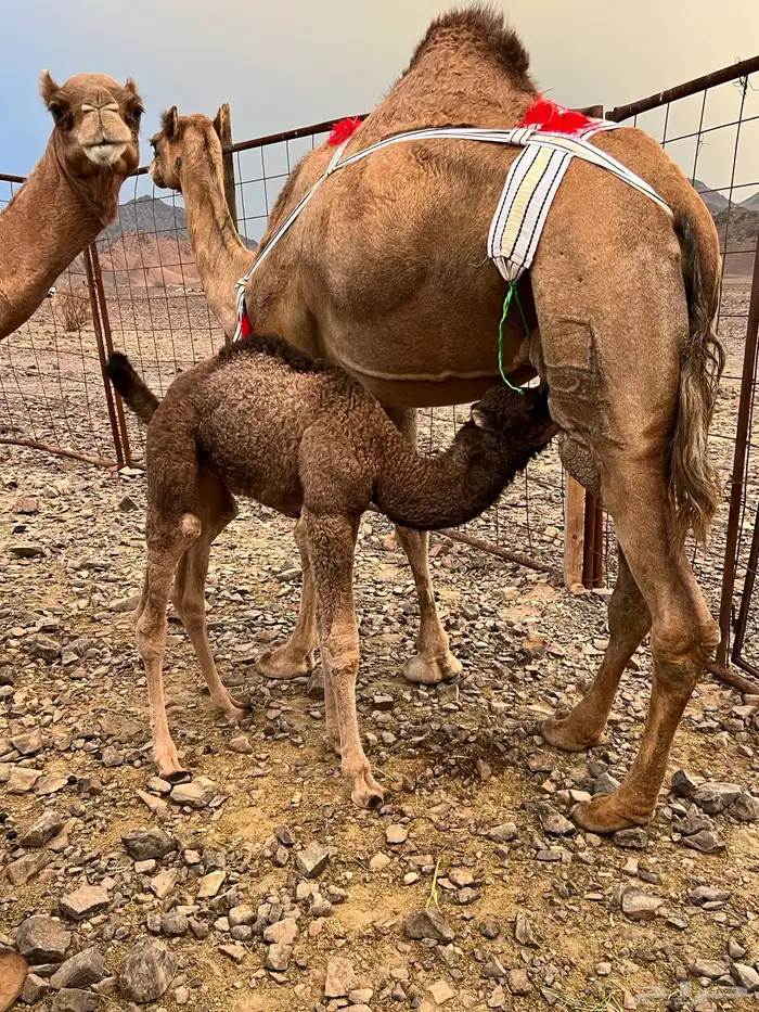 خلفه حمرا ساحليه منيحه ب 11500 تم البيع 0