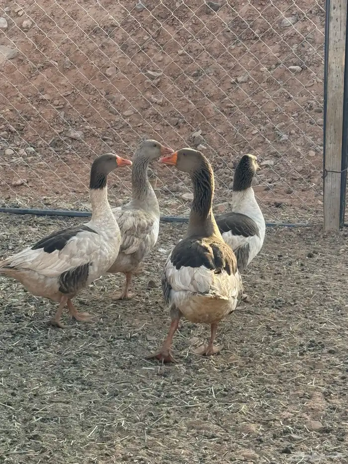 وز للبيع 2 اناثي 2 ذكور 2