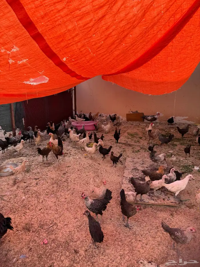 دجاج للبيع 0