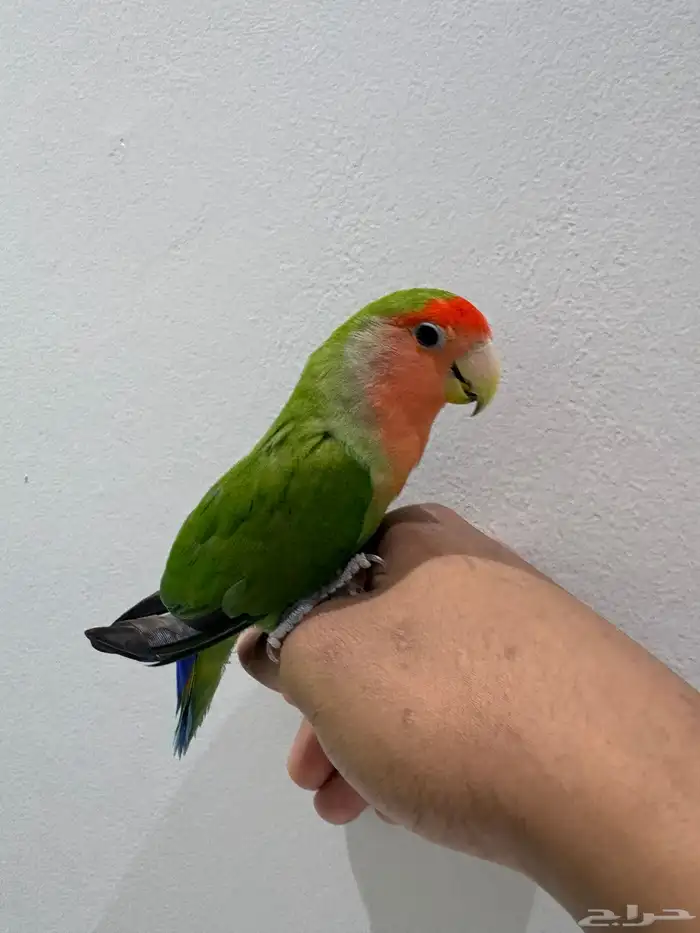 مكه النزهة 2