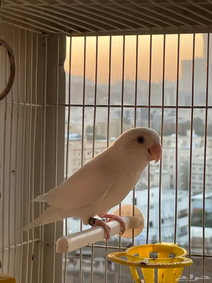 ذكر البينو شرط 1