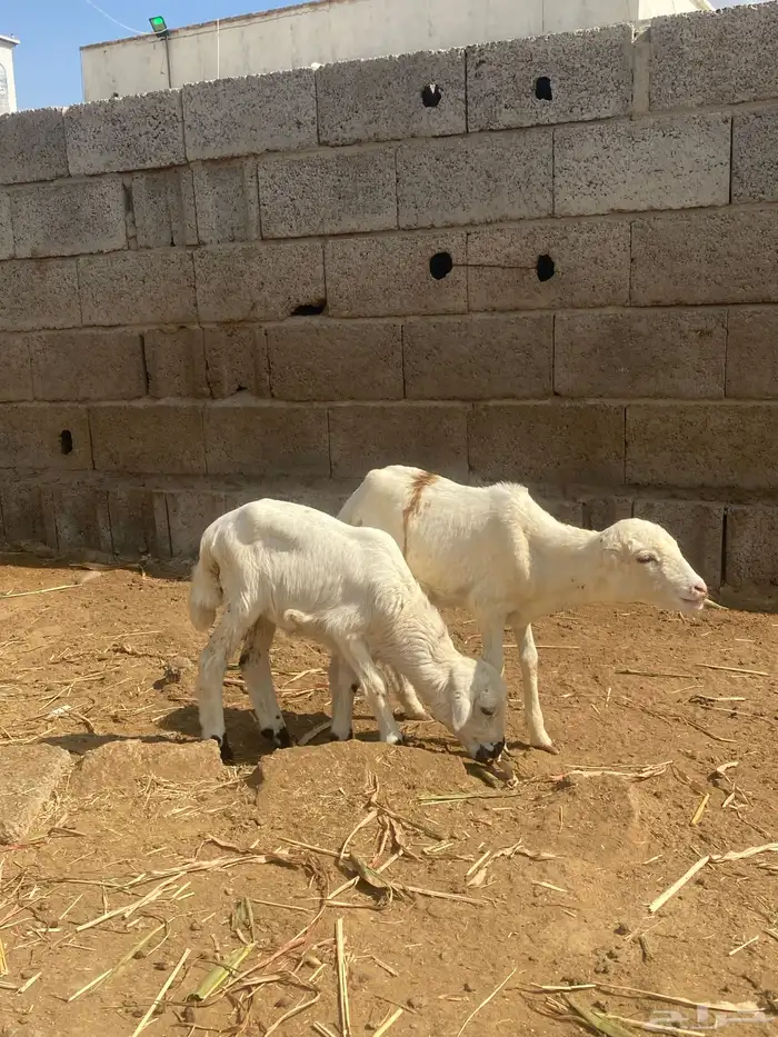 للبيع ثنتين رخيل تربيه 1