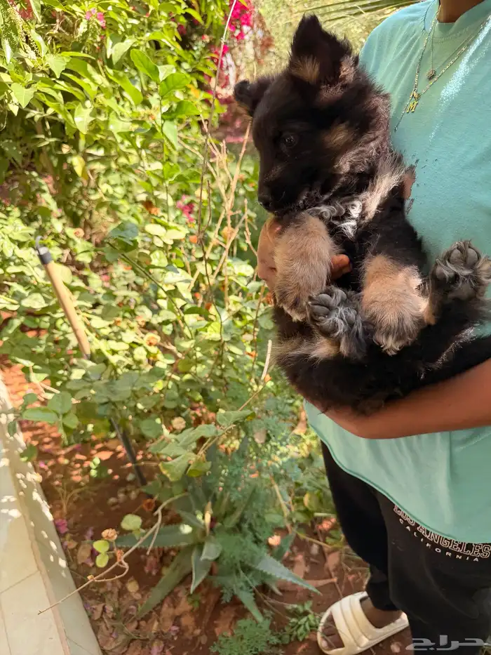 جيرمن شيبرد للبيع انثى 0