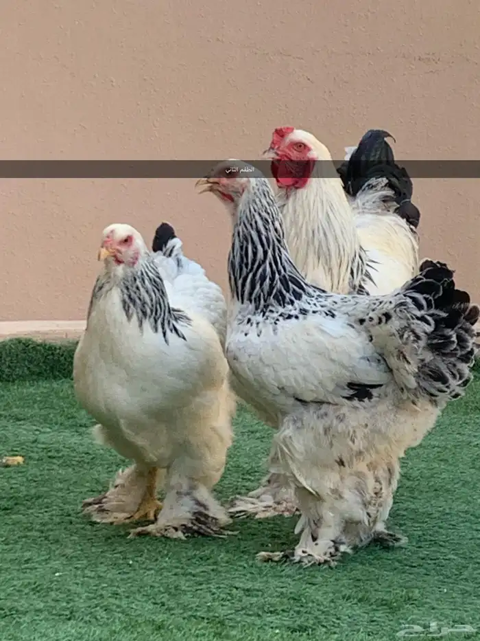 طقمين براهما للبيع 3