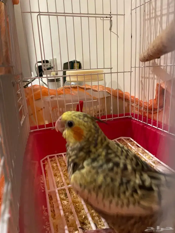 فرخ كروان البف للبيع 5