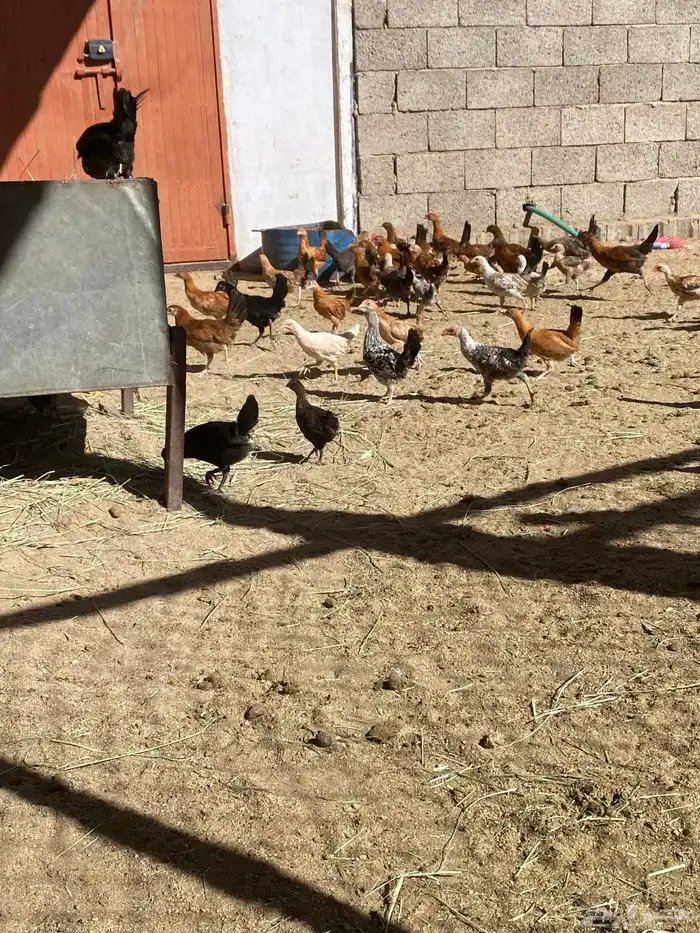 البيع دجاج شرط من المرض العدد تقريبان 100 دجاج 6