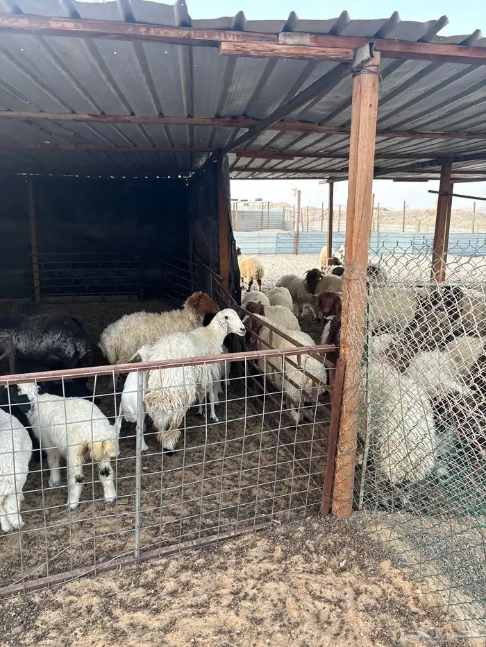 عزبه شمال سوق الغنم بالاحساء 13