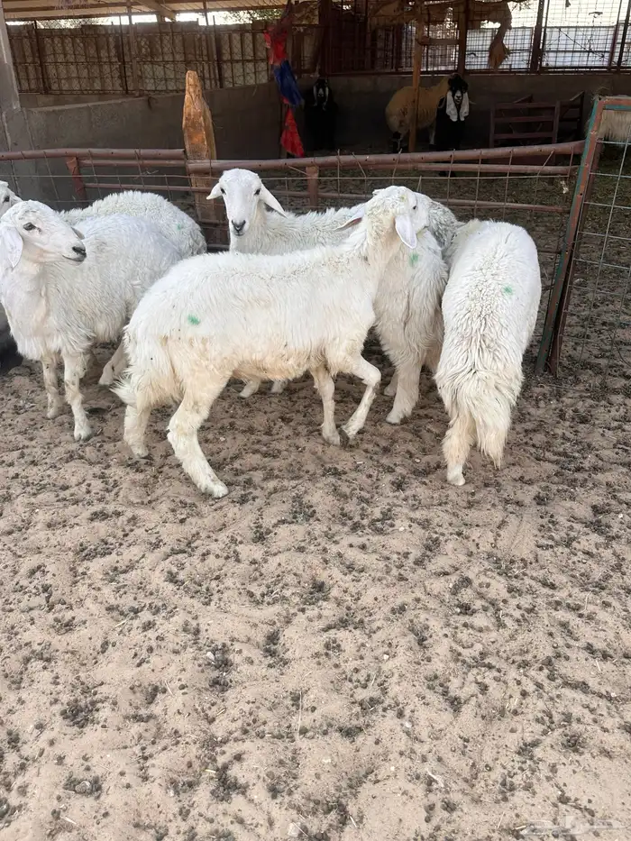 هرافى خرفان حري 3