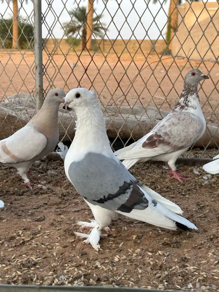 السلام عليكم ورحمة الله وبركاته جوز حمام حب رمان الحد 70 3