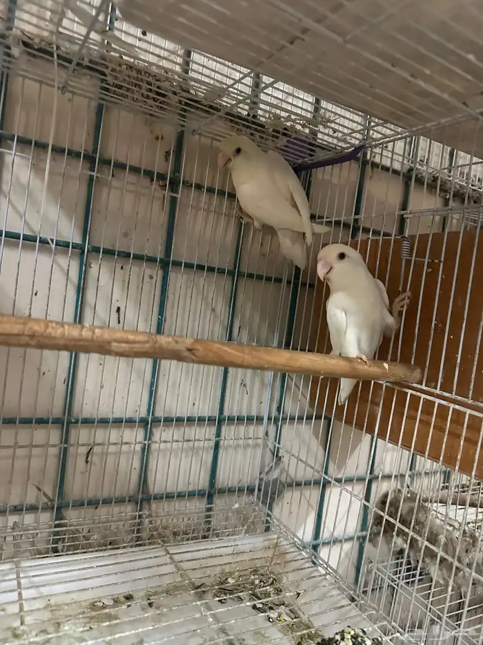 ازواج روز البينو بالانتاج 6