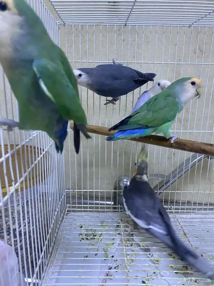 طيور روز و كروان و دره اسعارهم ممتازه 3