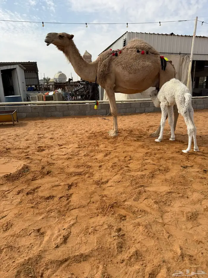 خلفه مصغر شعلا 0