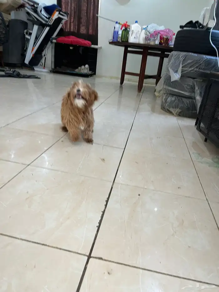 كلاب مالتيز 8